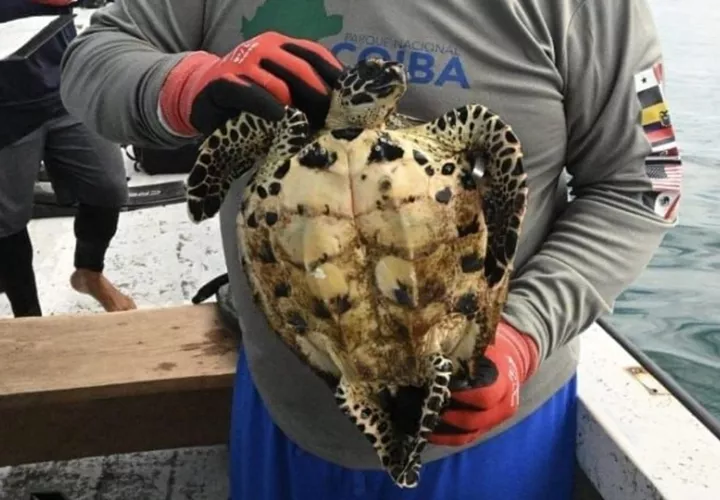 Pequeña tortuga encontrada en Coiba. Foto: Cortesía/MiAmbiente