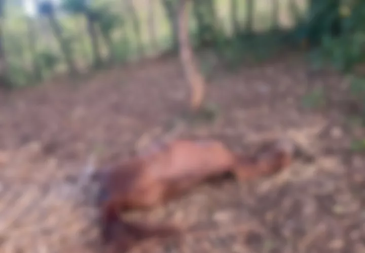 yegua-animal-santiago.jpg