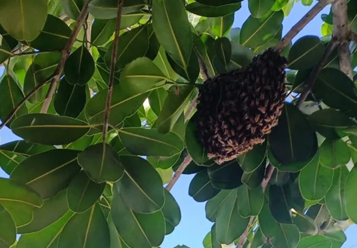 Expertos en la materia detallan que esta es la época del año en que estos insectos se tornan más violentos, porque el calor altera su metabolismo. Foto. Thays Domínguez