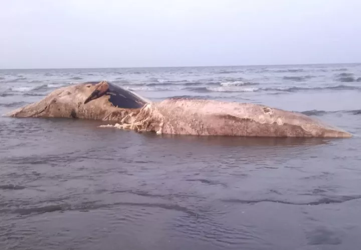 Para evitar afectaciones ambientales y sanitarias, se realizaron durante todo el fin de semana, coordinaciones para la disposición final del cadáver de la ballena, la cual podría ser enterrada.