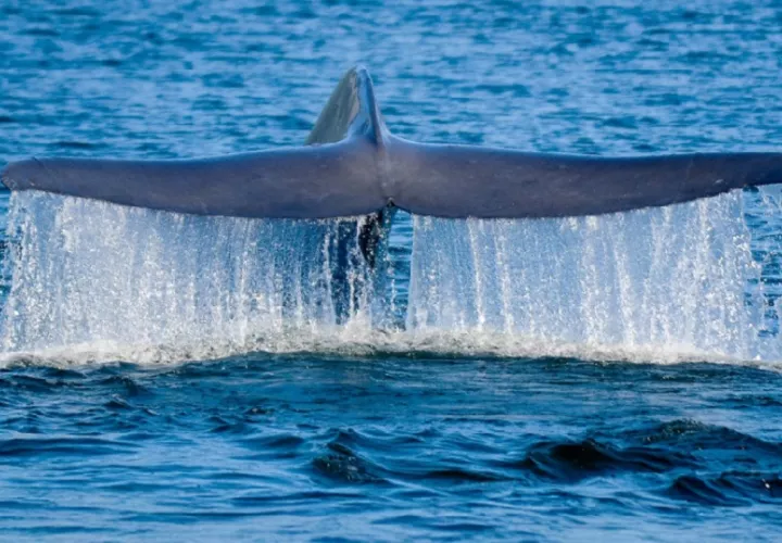 En este estudio, una ballena azul de aproximadamente 18 metros de longitud fue marcada con transmisor satelital cerca de la isla Fernandina en el archipiélago de las Galápagos. Crédito: Rodrigo Hucke-Gaete