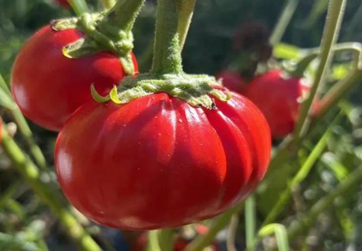 Los científicos utilizaron una edición genética precisa para cultivar berenjenas africanas más grandes. Foto: EFE