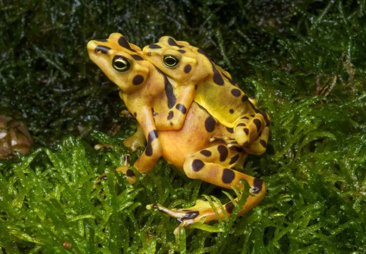 La rana dorada de Panamá (Atelopus zeteki) es una especie en peligro. Foto: Cortesía/Smithsonian
