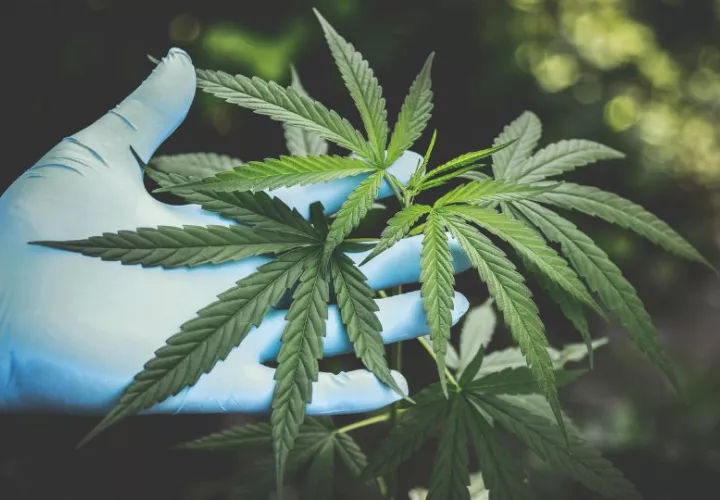 Esta planta es una variedad del cannabis sativa. Foto: Pexels