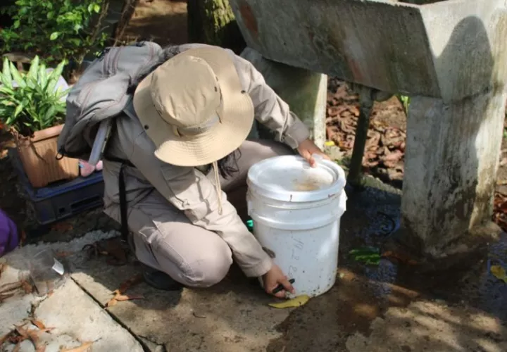 Es importante eliminar los criaderos de mosquitos. Foto: Cortesía