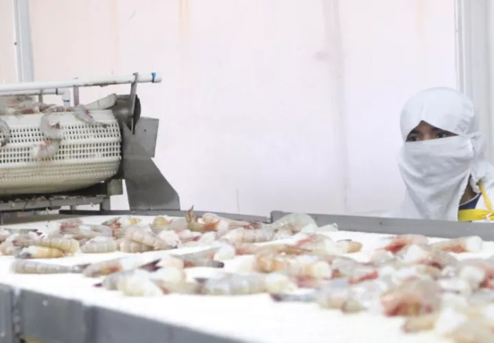 Los camarones congelados ocuparon el segundo lugar de las exportaciones, con un 13.4% del total. Cortesía