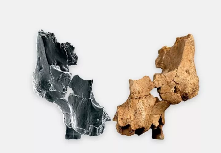 Fósil original (ATE7-1) junto al lado derecho reflejado mediante técnicas de imagen 3D virtual del rostro de un homínido asignado a Homo aff. EFE