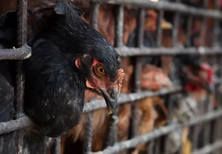 La influenza aviar es una enfermedad viral que afecta a las aves domésticas y silvestres. Foto: EFE