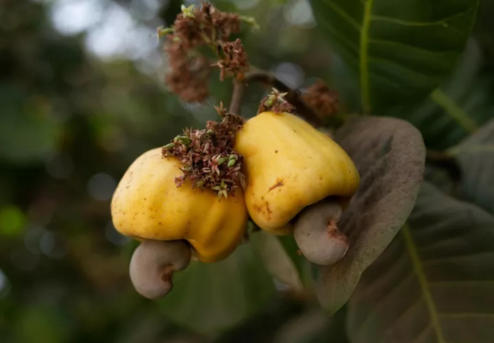 El marañón de pepita ha resurgido. Foto: Pexels