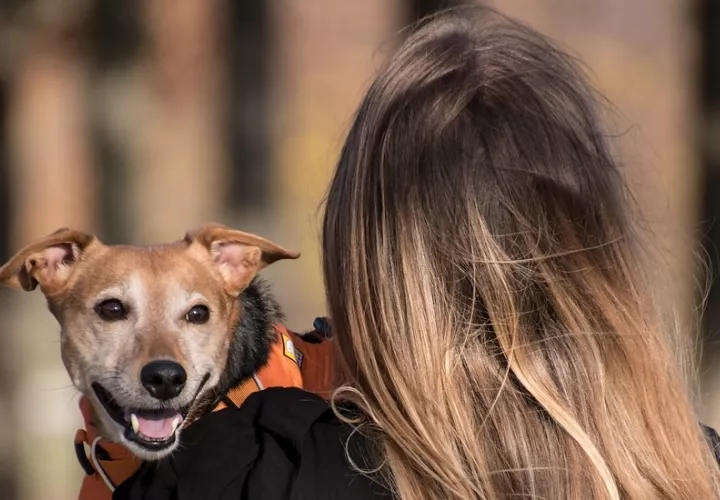 Si nota signos de golpe de calor busque atención veterinaria. Foto: Pixabay