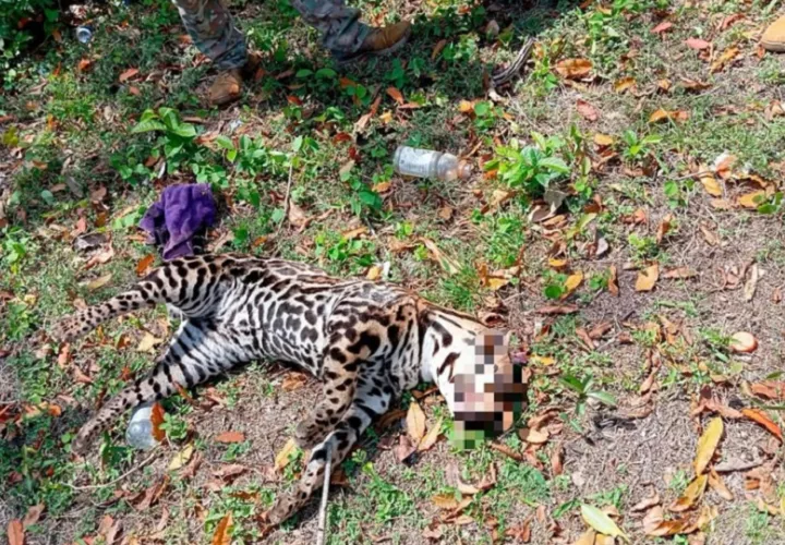 El cuerpo del animal está en la Clínica Veterinaria de Fauna Silvestre de MiAmbiente. Cortesía