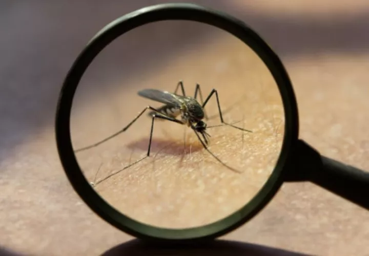 El virus se detectó por primera vez en el país en 1989. Foto: Cortesía / Ministerio de Salud