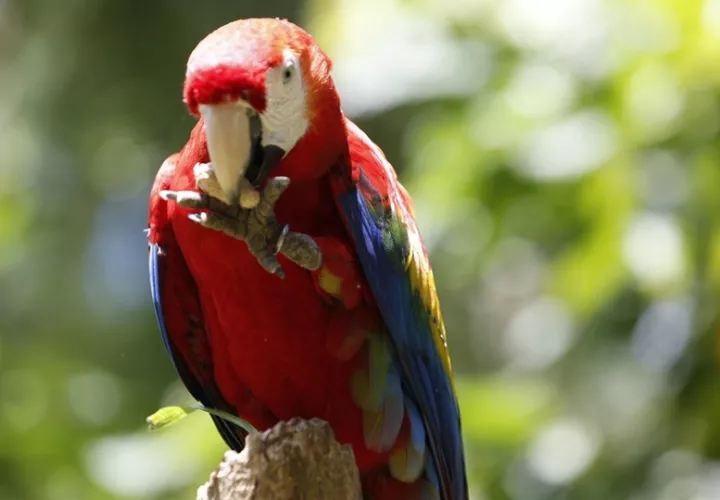 La conservación de la vida silvestre es tarea de todos. Foto: Cortesía