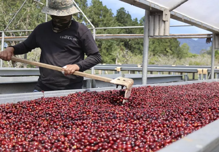 Trabajador realizando el proceso de secado de café en Boquete. Foto: EFE