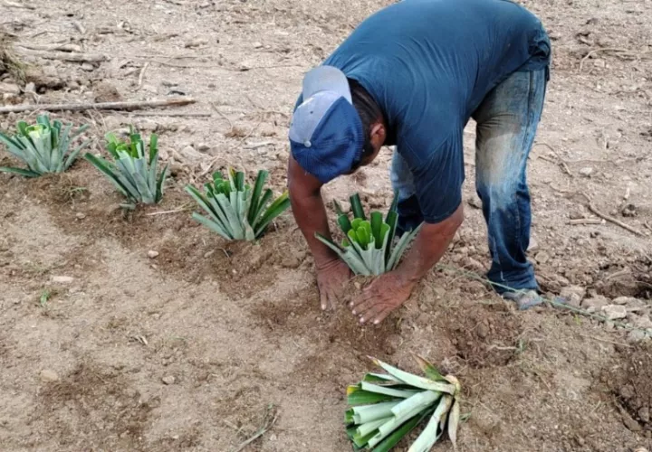 Cultivo de piña variedad MD2. Foto: Cortesía / MIDA