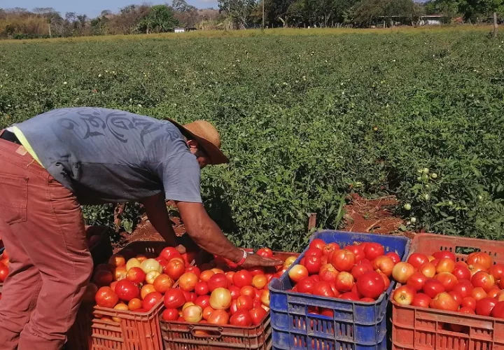 La fusión del BDA con el BNP,  según los productores podría dificultar el acceso a financiamiento en condiciones favorables para los pequeños y medianos. Foto. Thays Domínguez