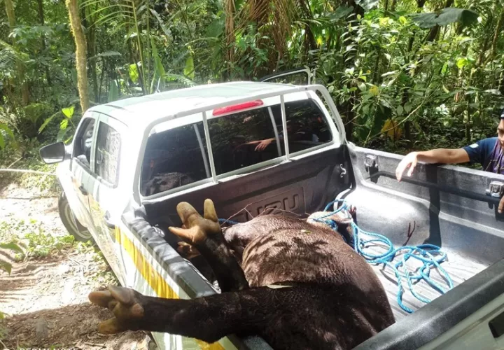 MiAmbiente investiga la muerte del tapir. Foto: Cortesía