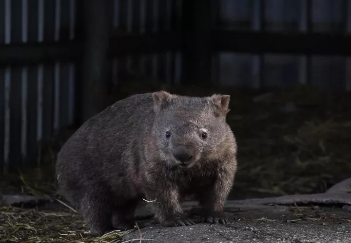 Fotografía de archivo de un wombat australiano. Foto: EFE