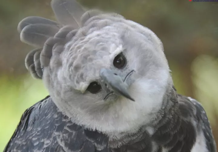 El águila harpía Panamá es embajadora de su especie en Summit. 
