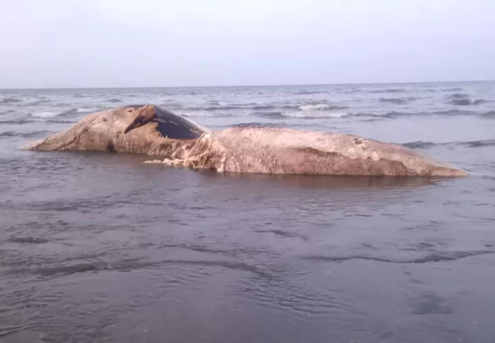 ballenas-azuero.jpg
