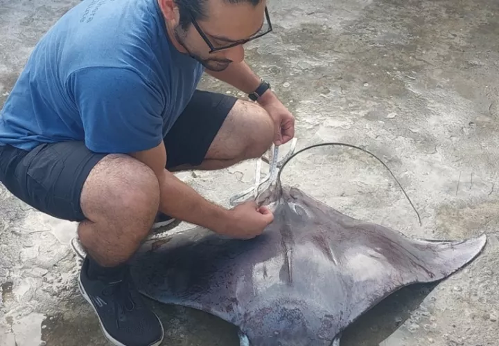Jorge Morales midiendo un espécimen de manta pigmea (Mobula hypostoma).  Créditos: Alexandra Morales