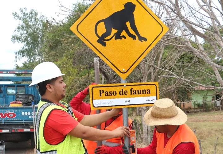 Esta es una  medida concreta que protege a una especie emblemática. Foto. Thays Domínguez