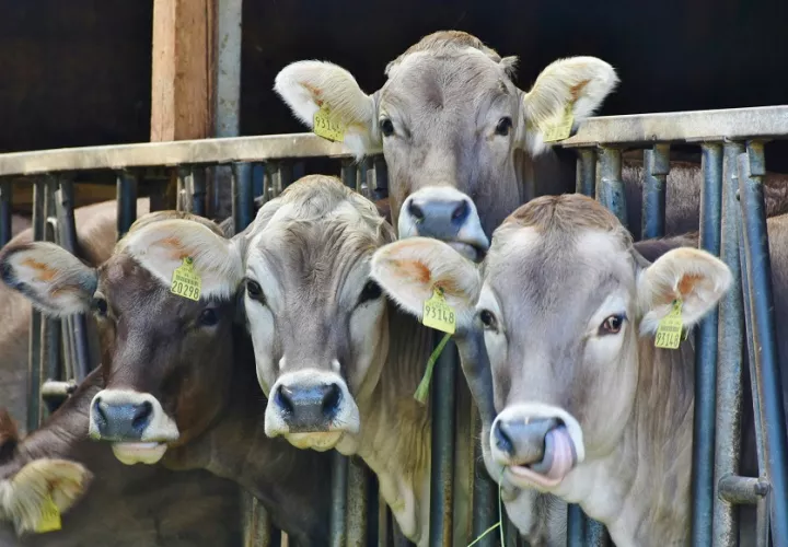 Los principales mataderos en cuanto a producción de carne de res fueron Las Tablas y David. Foto ilustrativa