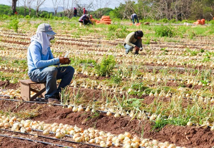 Hasta la cosecha, los especialistas del IMA asesoran a los productores en el manejo fitosanitario, control de plagas y enfermedades. Foto. Thays Domínguez