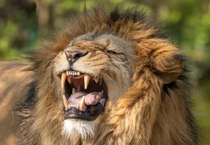 En Kenia, las agresiones mortales a personas son poco habituales. Foto: Pexels