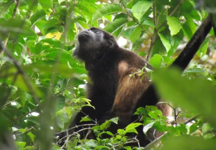 Los monos aulladores son especies centinelas. Foto: FCPP