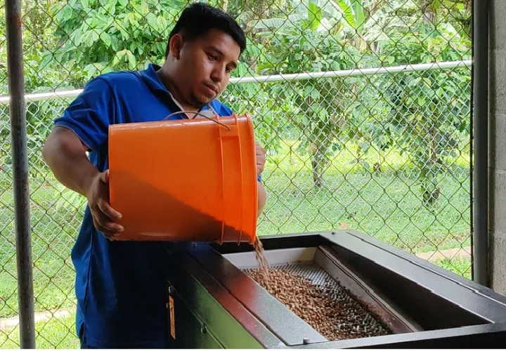 Panamás Oeste suma un total de 32 marcas de café robusta.  Foto. Eric Montenegro