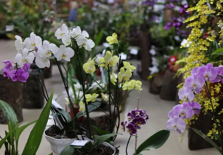 El hábitat de Boquete es adecuado para estas plantas. Foto: EFE
