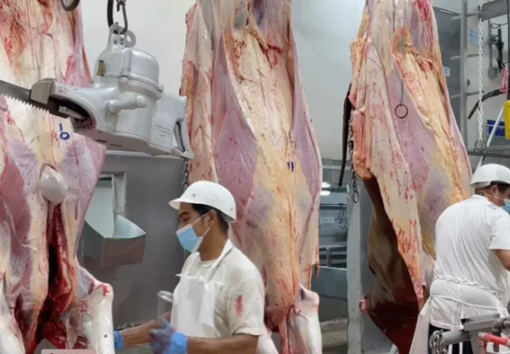 Producción de carne bovina. Foto: Cortesía