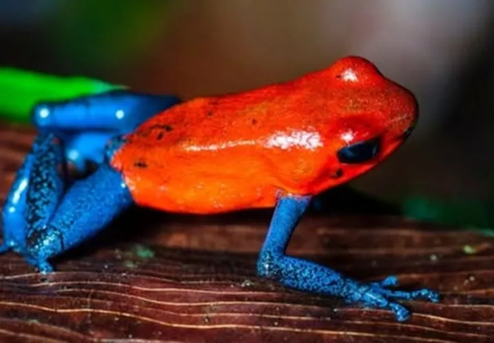 Las ranas coloridas llaman la atención debido a los tonos de su piel. Foto: EPI