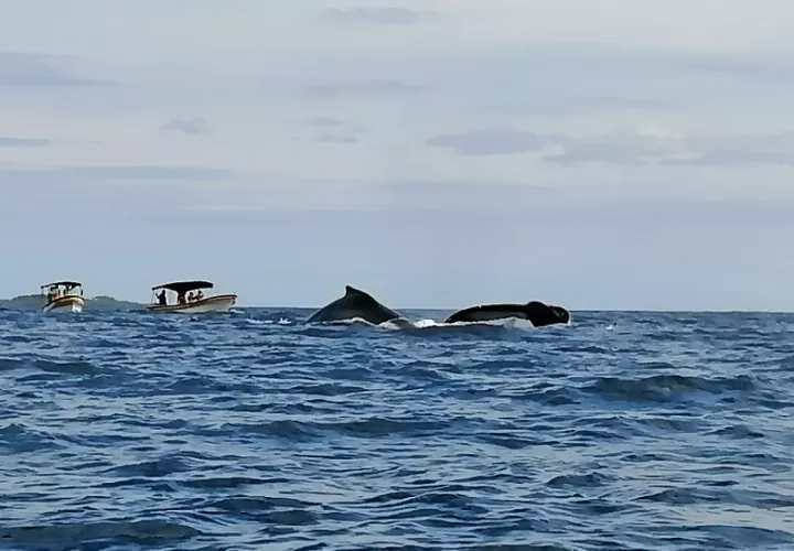 Es uno de los lugares más espectaculares del país para el avistamiento de ballenas jorobadas, especialmente entre los meses de julio a octubre. Foto. Thays Domínguez