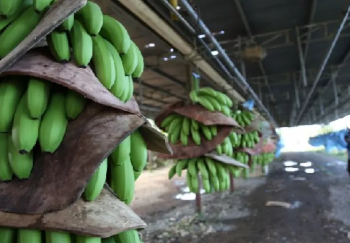 El banano sigue siendo el producto más exportado, representando el 17.6% del total. Foto: Cortesía