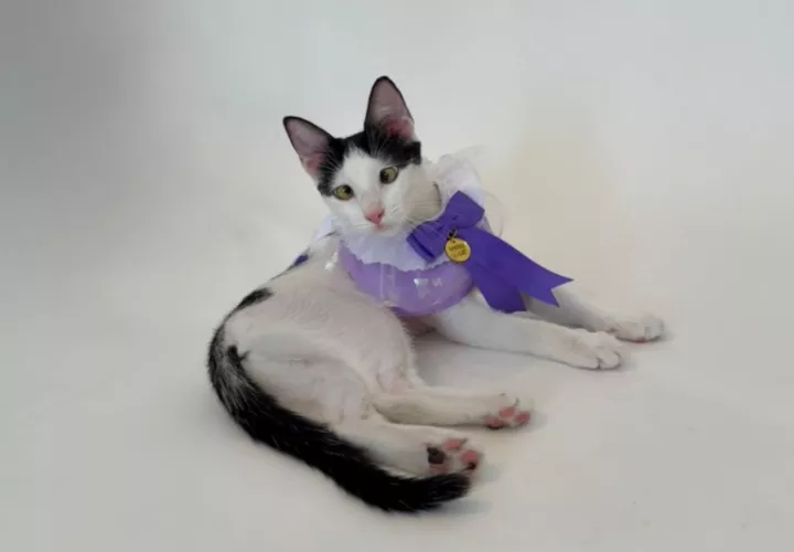 Aurora es una gatita muy juguetona y cariñosa. Foto: Cortesía