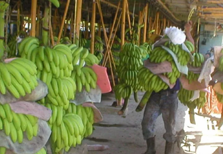 La actividad bananera es la más importante de Bocas del Toro. Foto: Grupo Epasa