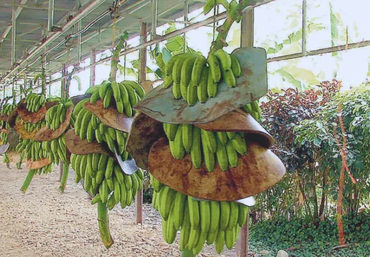  Alrededor del 17% de la exportación del banano procede de Changuinola. Foto: Archivo