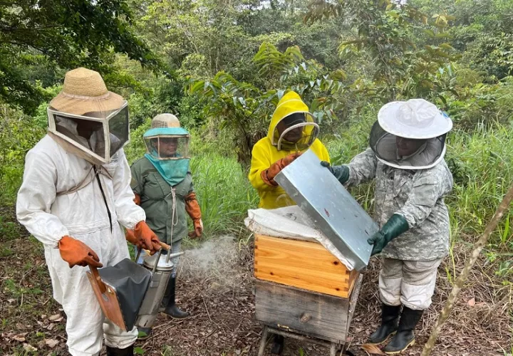 Hasta mayo del 2024, la producción de miel de abeja en la provincia de Panamá Oeste fue de 63,710 galones.