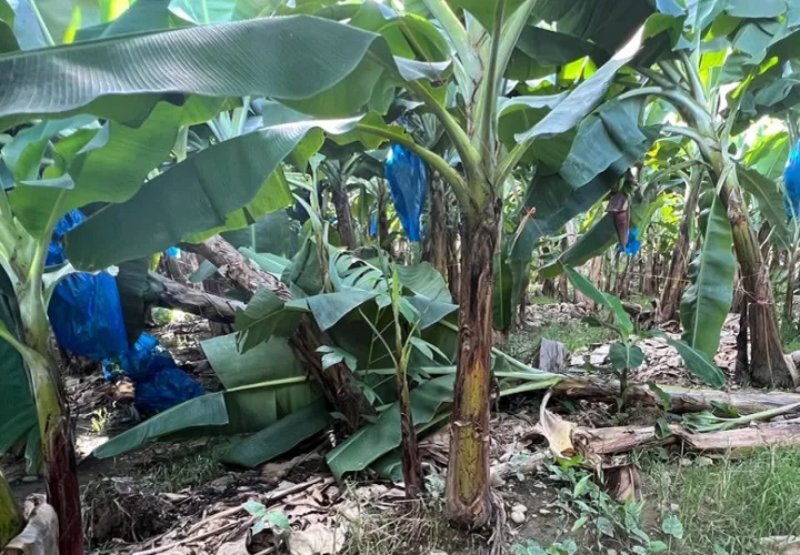 Fincas de banano. Foto: Cortesía