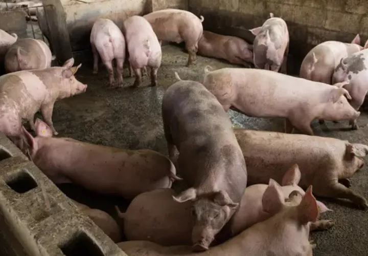 La peste porcina africana es una de las enfermedades que preocupa a la OMSA. Foto: EFE