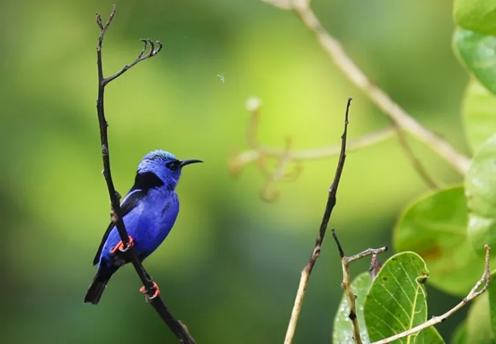 Fotografía de un mielero patirrojo (Red-legged Honeycreeper) en el Panama Rainforest Discovery Center este sábado, durante el Global Big Day. Foto: EFE