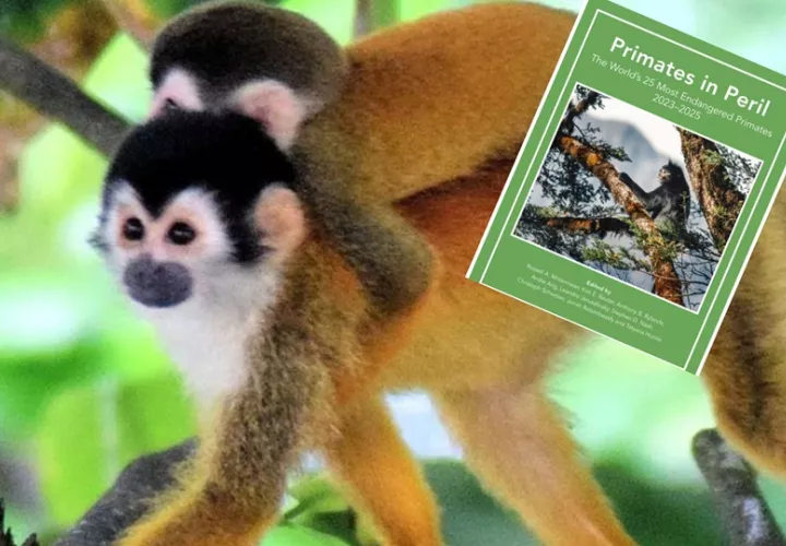 En Panamá no existen áreas protegidas dentro de su rango. Foto: Cortesía