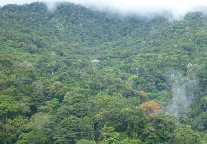 Reserva Natural Privada de Cerro Chucantí.