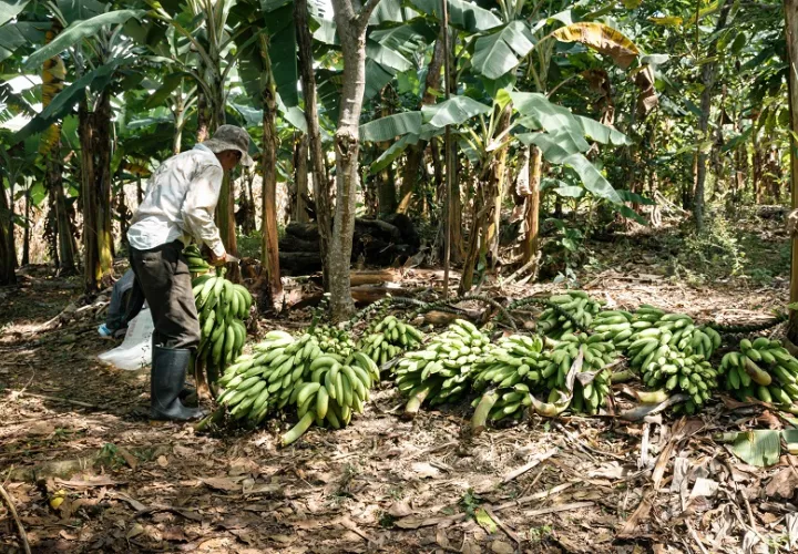4 mil 500 bananeros han abandonado sus puestos de trabajo, según la empresa Chiquita Panamá. Foto: Pexels
