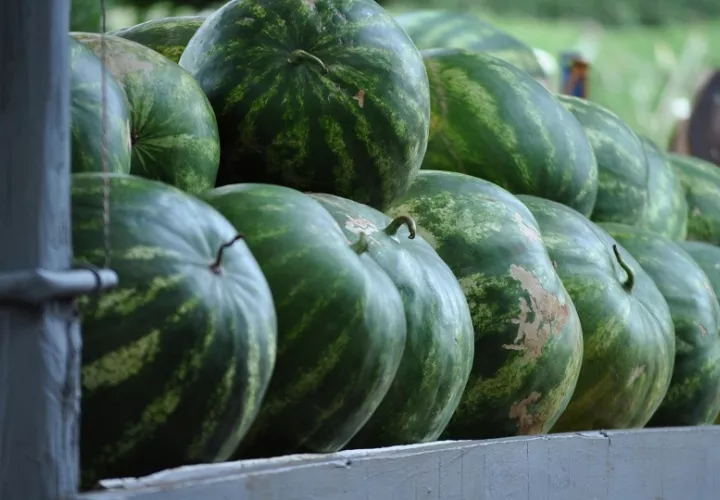 El primer destino de los productos panameños es Países Bajos. Foto: Pexels