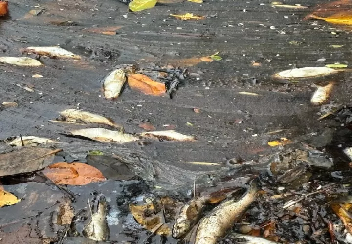 La entidad ofrece una recompensa de $500 por información que permita dar con los responsables de este crimen. Foto. MiAmbiente
