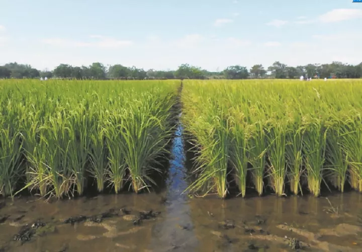 En el Flar participan tanto los productores que siembran el arroz en fangueo, como aquellos que lo producen en secano. Foto: Cortesía