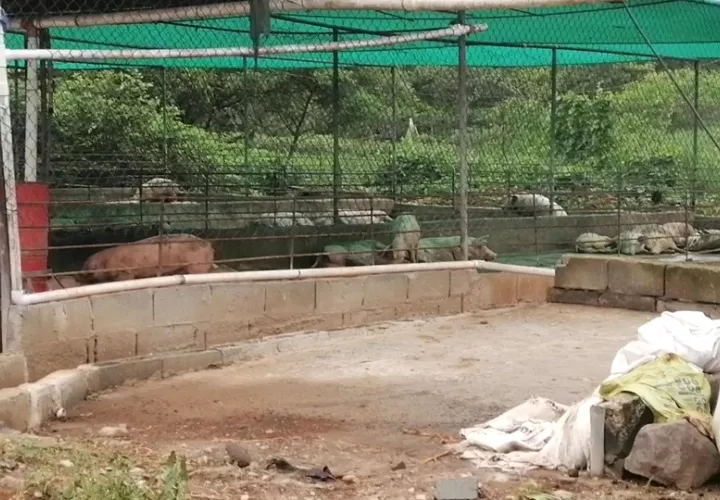 La Asociación de Porcicultores Unidos de Panamá, le solicita a sus agremiados  a apegarse de forma estricta a los manuales de producción limpia y amigable con el ambiente. Foto. Thays Domínguez